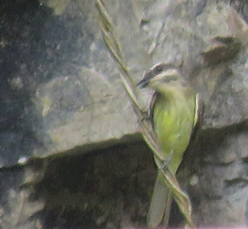Golden-crowned Flycatcher