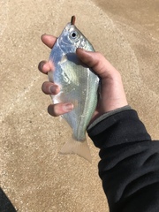 Hyperprosopon ellipticum