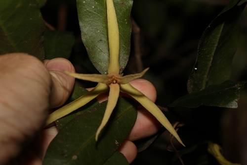 Image of Meiogyne stenopetala by (c) Greg Tasney, some rights reserved (CC BY-SA)