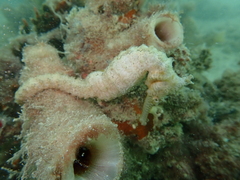 Hippocampus subelongatus