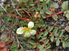 Hypseocharis