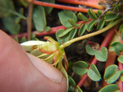 Hypseocharis