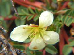 Hypseocharis