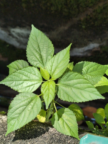 Acalypha lanceolata observed 2023-12-07
