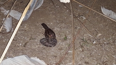 Nyctidromus albicollis