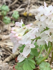 Corydalis caucasica