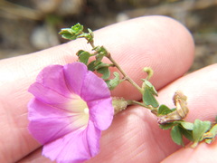 Ipomoea plummerae cuneifolia