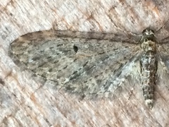 Eupithecia annulata