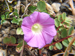 Ipomoea plummerae cuneifolia