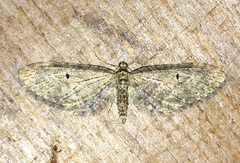 Eupithecia annulata