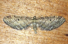 Eupithecia annulata