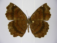 Ariadne pagenstecheri