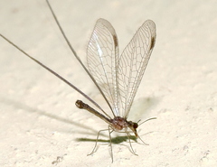 Croce filipennis