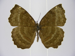 Ariadne pagenstecheri