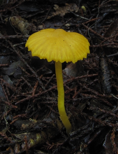 Sycae Hygrocybe subsect. Siccae (Subsection Siccae) · iNaturalist