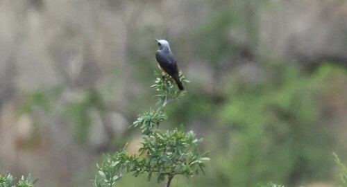 Short-toed Rock Thrush (Monticola brevipes), photo 8