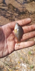 Lepomis marginatus