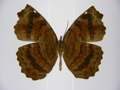 Ariadne pagenstecheri