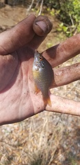 Lepomis marginatus