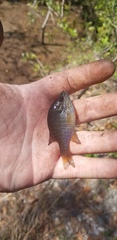 Lepomis marginatus