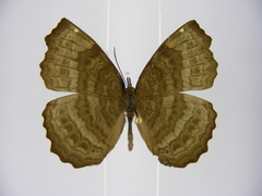 Ariadne pagenstecheri