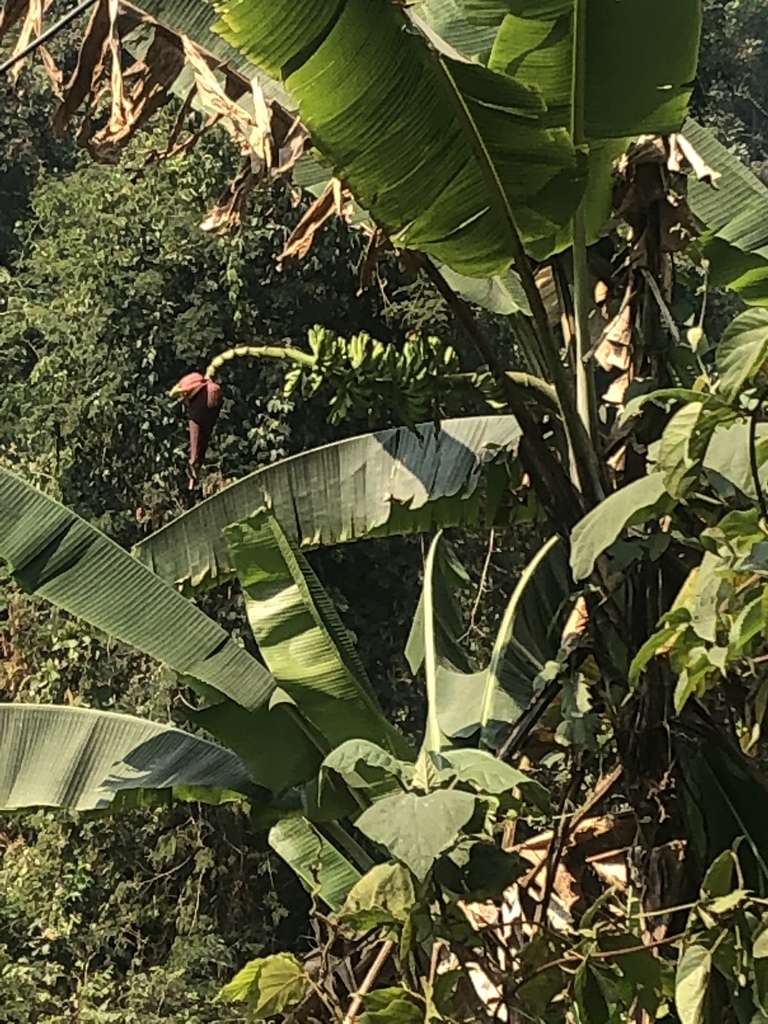 Yunnan banana