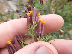 Tagetes multiflora