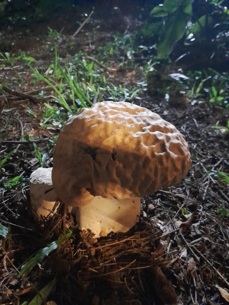 Calvatia craniiformis