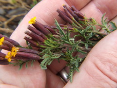 Tagetes multiflora