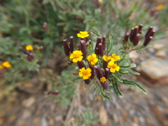 Tagetes multiflora
