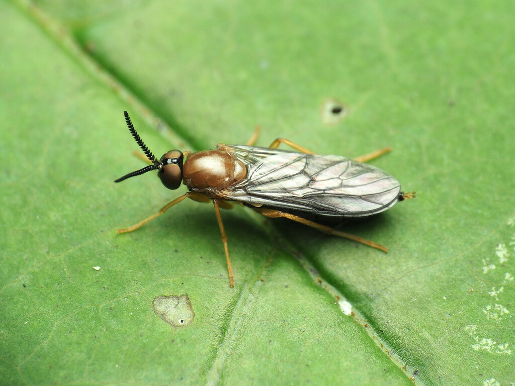 Rachicerus fulvicollis