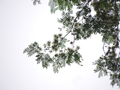 Chloroleucon tenuiflorum, photograph Tomás Tamagno, CC BY, iNaturalist via GBIF
