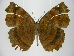 Ariadne pagenstecheri