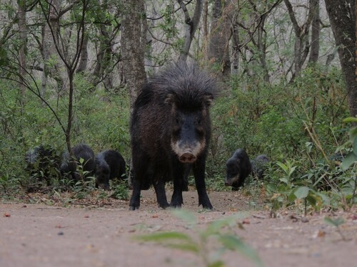 White-lipped Peccary (Tayassu pecari)