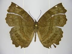 Ariadne pagenstecheri