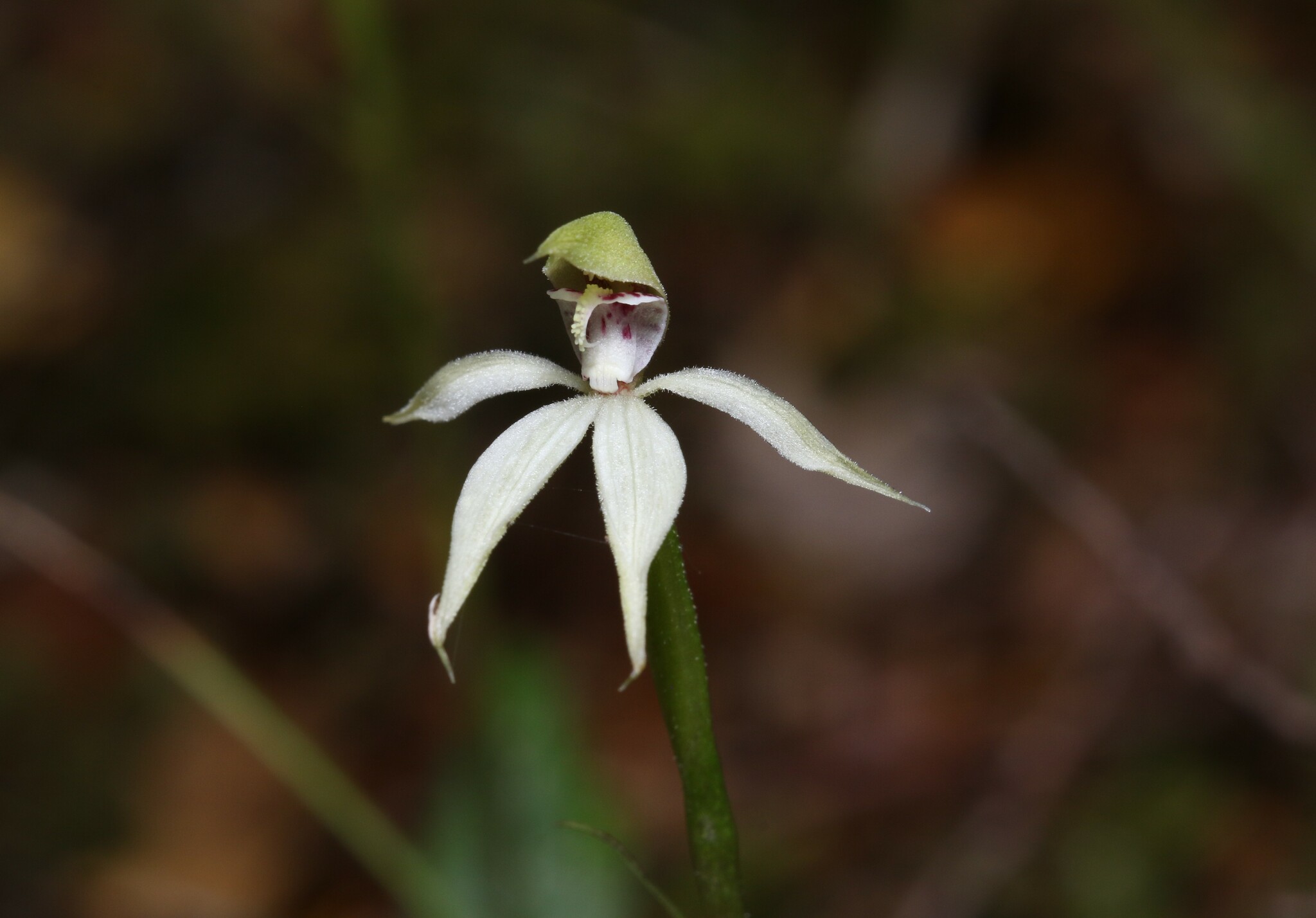 Adenochilus