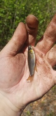 Fundulus escambiae
