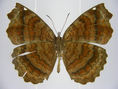 Ariadne pagenstecheri