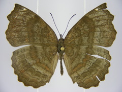 Ariadne pagenstecheri