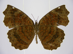 Ariadne pagenstecheri