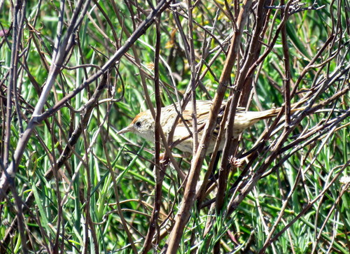 Bay-capped Wren-Spinetail (Spartonoica maluroides), photo 10
