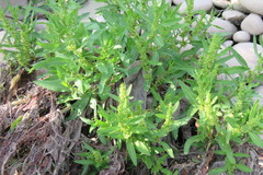Rumex trisetifer