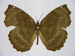 Ariadne pagenstecheri