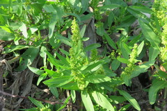 Rumex trisetifer