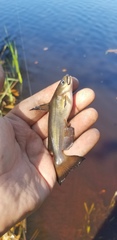 Ameiurus catus