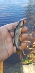 Ameiurus catus