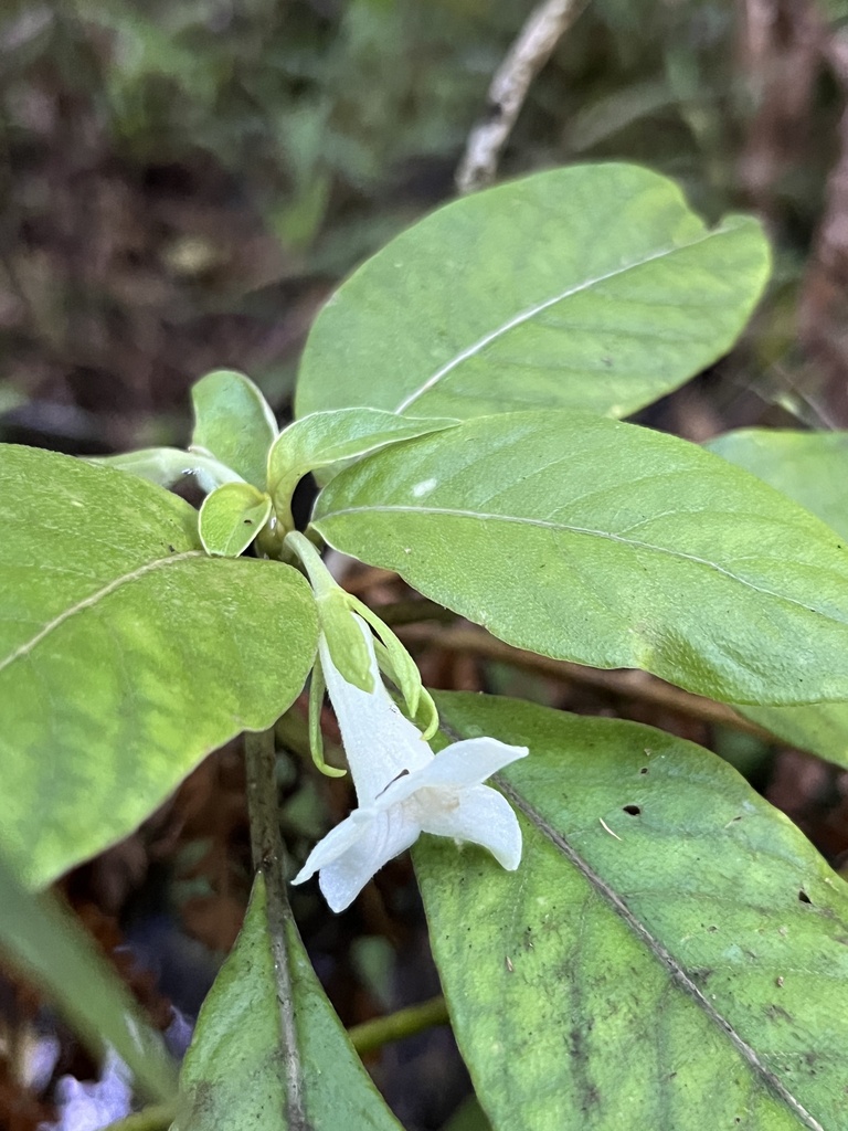 Cyrtandra wainihaensis