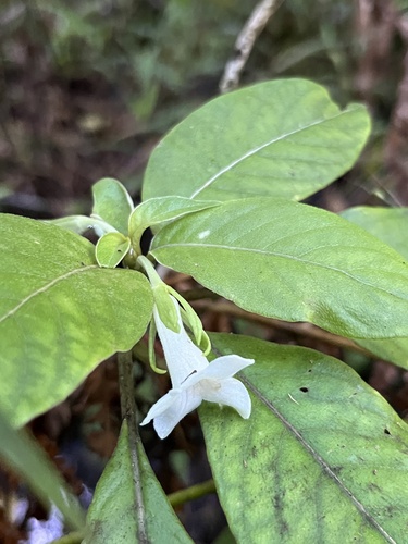 Cyrtandra wainihaensis