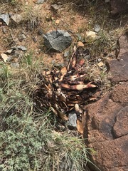 Aloe broomii