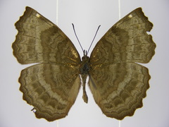 Ariadne pagenstecheri